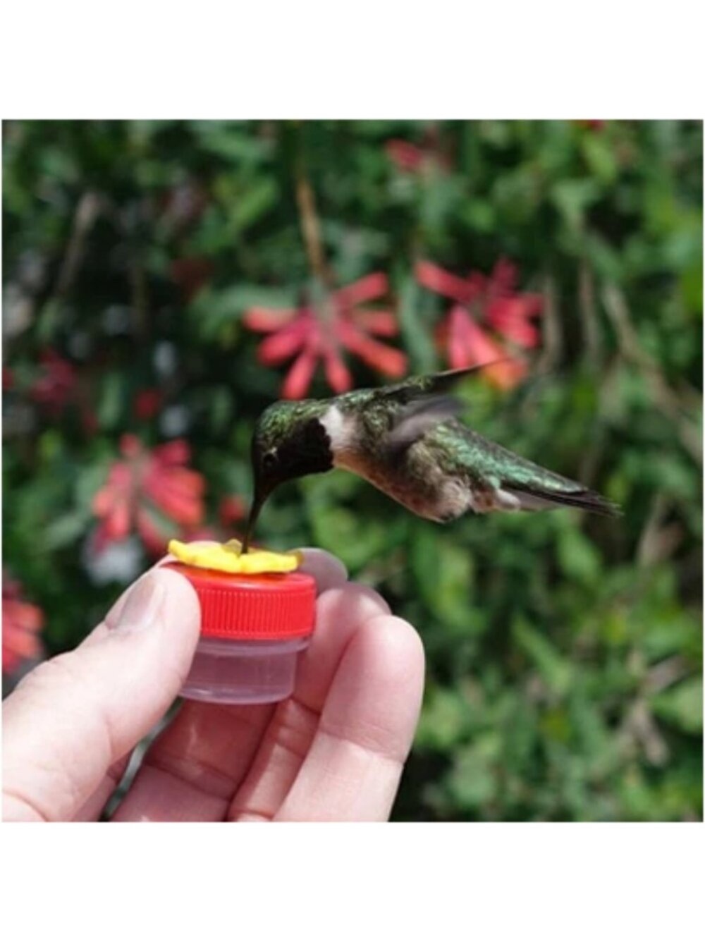 NEW! Hum-Button Hand Held Hummingbird Feeder